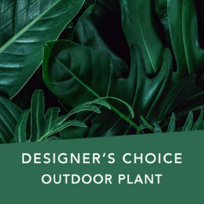 DC Outdoor plant